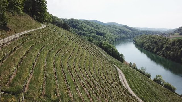 balade dans les vignes au printemps - Suisse