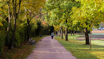Naklejka premium Wunderschöne goldene Herbstlandschaft bei Sonnenschein in Regensburg