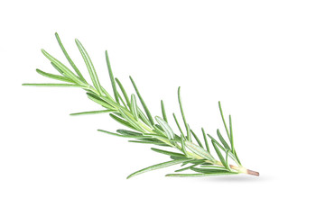 Rosemary isolated on white background.