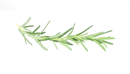 Fototapeta premium Rosemary isolated on white background.