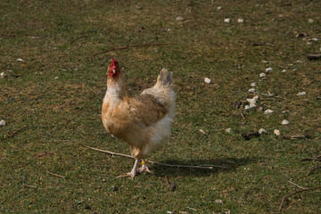 Glückliches rotes Huhn auf der Weide