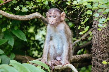 Monkeys at Kanheri Caves in Mumbai India