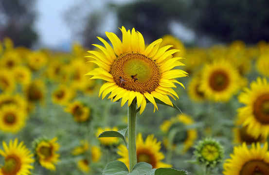 Helianthus annuus, the common sunflower, is a large annual forb of the genus Helianthus grown as a crop for its edible oil and edible fruits. selective focus on photo. with blurry background.