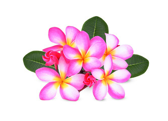 Tropical flowers frangipani (plumeria) isolated on white background