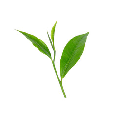 Green tea leaf isolated on white background