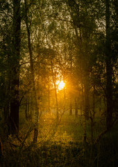 Early morning sunset through trees in the forest.
