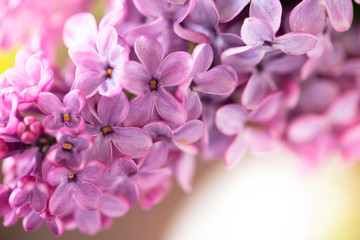 Fototapeta na wymiar Beautiful close-up lilac flowers on the green bokeh background. Spring flowers.