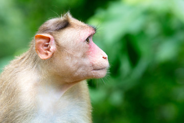 Fototapeta premium Monkeys at Kanheri Caves in Mumbai India