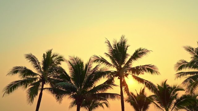Wide shot of tropical palm tree silhouettes during golden sunset