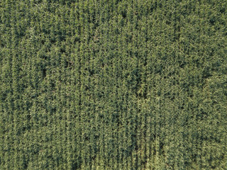 Arial view of sugarcane fields growing in afternoon with shadow of cloud and nature background. concept agriculture