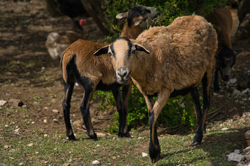 Kamerunschafe, Schafbaby, braune Schafe auf Bio Bauernhof