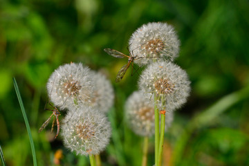 Deux Tipules (cousins) et les fleurs blanches de pissenlits (Akènes à aigrettes)