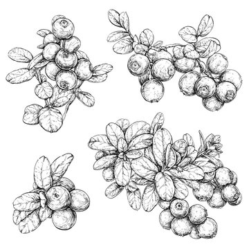 Hand drawn set with cowberries. Forest berry. Eco food vector illustration Isolated on white