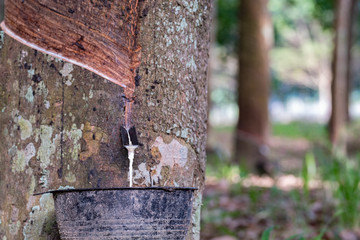 closeup liquid latex drip from rubber tree in black cup. plantation background concept agicuture