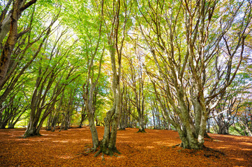 Secular beech forest