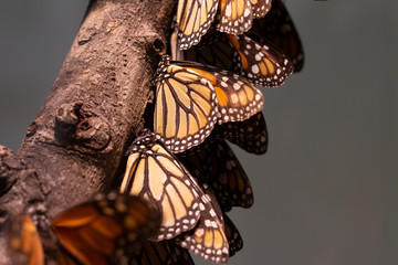 Butterflies perched on a branch