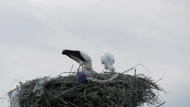 A group of large storks eat in a nest that is located high above the ground