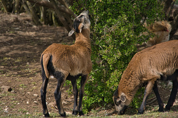 Schafherde, Kamerunschafe, Schafbaby, Lamm, Zwillinge im Freigehege auf Bio Bauernhof
