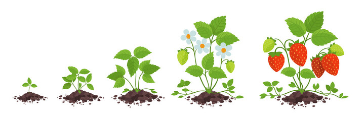 Strawberry plant growth stages. Fragaria development. Harvest animation progression. Berry ripening period vector infographic.