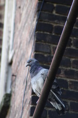 resident pigeon