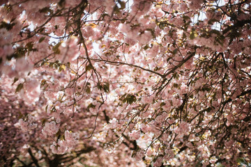 Blühender Japanischer Kirschbaum_2