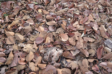 Dry autumn leaves orange and brown colors background. A lot of dry leaves lying on the ground.