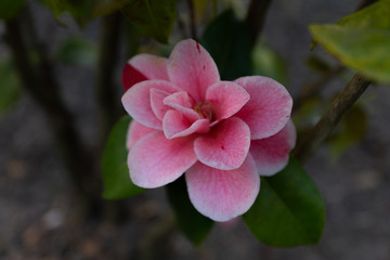Pinke Blüte