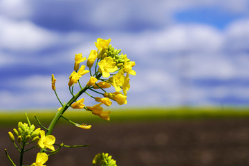 yellow rapeseed flower against blue sky