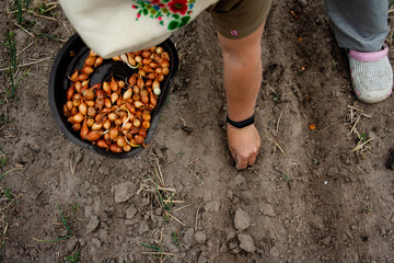 A woman in a Ukrainian headscarf puts yellow onions for seedlings in the ground