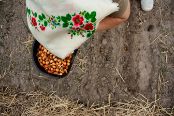 A woman in a Ukrainian headscarf puts yellow onions for seedlings in the ground