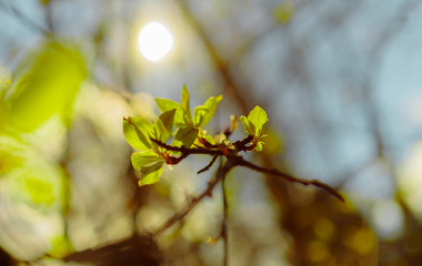 The rays of the sun in the spring forest.