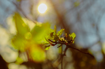 The rays of the sun in the spring forest.