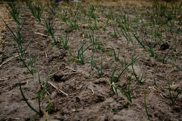 Onion in the garden grew stalk