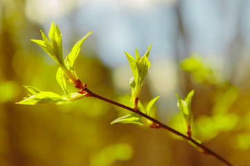 The rays of the sun in the spring forest.