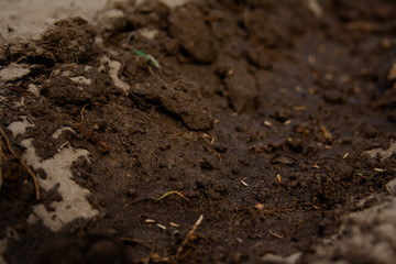 Seeds in the groundSeeds in the ground