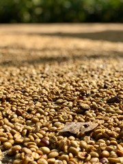 Coffee beans drying in the sun in a farm in Nepal