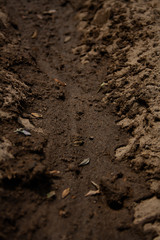 Seeds in the ground