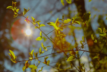 The rays of the sun in the spring forest.