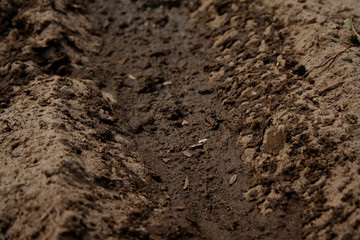 Seeds in the ground