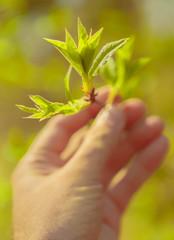 The rays of the sun in the spring forest.