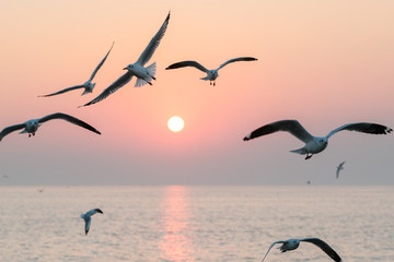Beautiful sunset with flock of seagulls flying over the sea. Seagulls in the clouds of blue sky. Seagull flying in the blue sky. A seagull is flying in the sky. Seagull flying sky