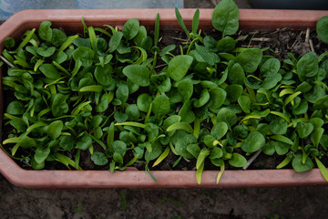 Spinach plantation in the field.