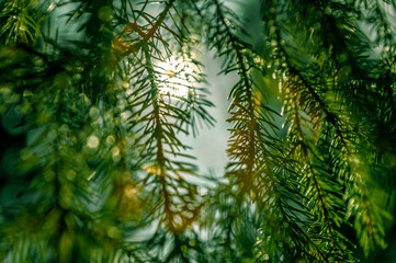The rays of the sun in the spring forest.