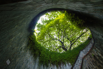 Fort canning park attraction, ant's eyes view from underground tunnel to big green trees and spiral...