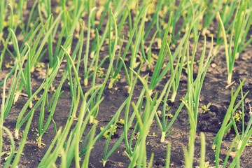 Onion plantation in the vegetable garden. green onions growing in the garden. close-up of onion plantation after the watering. toned