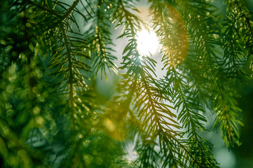 The rays of the sun in the spring forest.