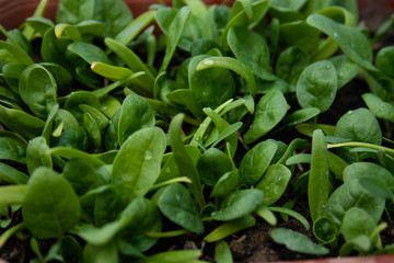 Spinach plantation in the field.