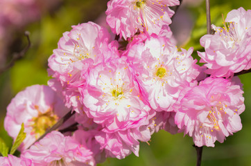 beautiful tree with small pink roses blossoming in the spring garden