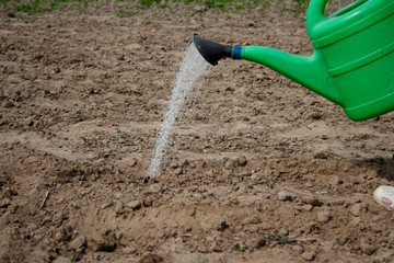 Watering can with water watered seedlings in the garden