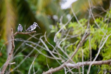 A pair of Pied Kingfisher sitting on a branch. The pied kingfisher (Ceryle rudis) is a species of water kingfisher widely distributed across Africa and Asia.